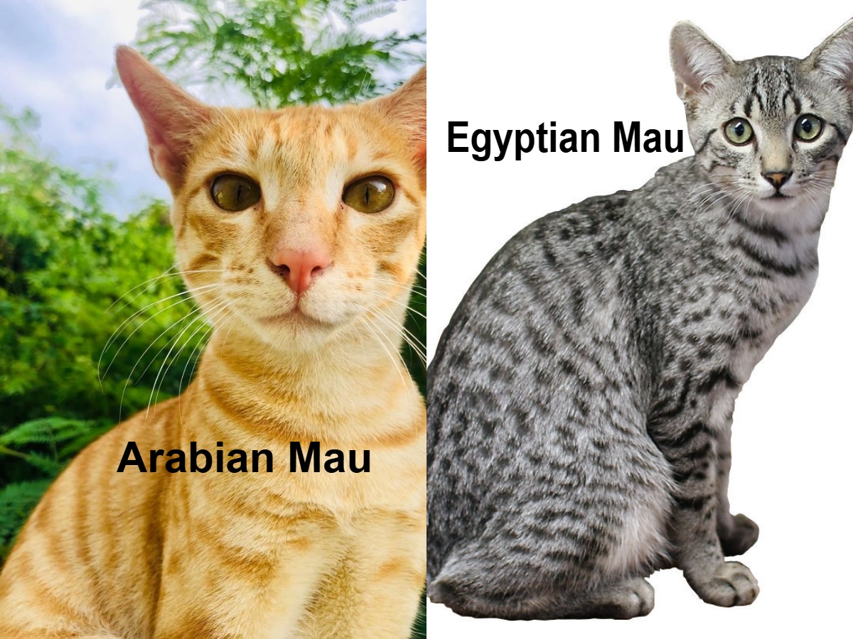Arabian Mau vs Egyptian Mau